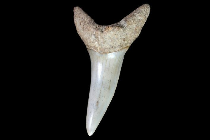 Fossil Shortfin Mako Shark Tooth - Georgia #75279